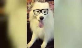 老王爆料神狗视频,老王独家爆料视频背后的惊人真相